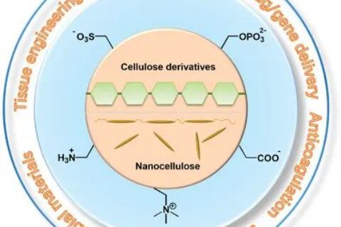 從天然生物活性多糖到纖維素基離子化合物！《AM》綜述：纖維素基離子化合物在生物材料領(lǐng)域的研究進展