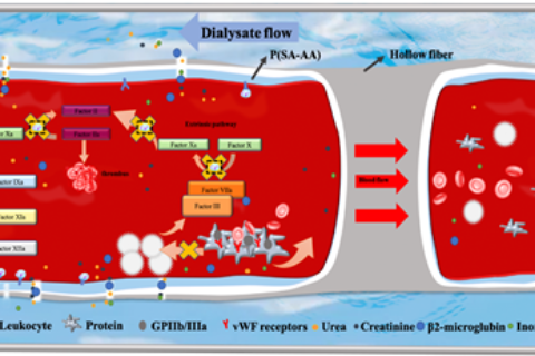 劉富團(tuán)隊(duì)：在自抗凝透析器領(lǐng)域取得系列進(jìn)展