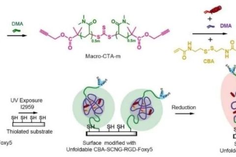 仿生雙配體單鏈高分子納米凝膠協(xié)同調(diào)控干細胞行為與分化