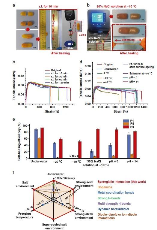 高度可拉伸自修復(fù)彈性體，可在各種極端條件下實(shí)現(xiàn)自修復(fù)