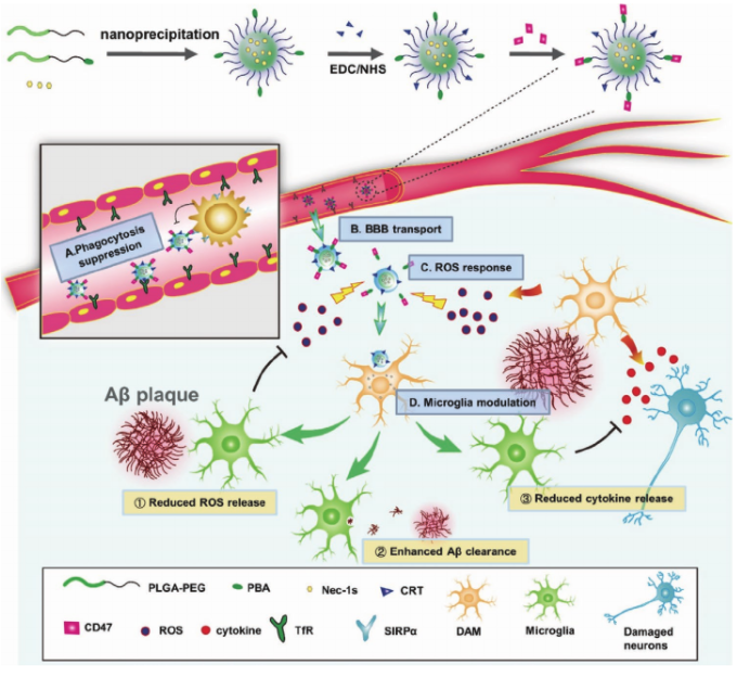 中科院過程所劉瑞田/盧帥《AFM》：會釋放“不要吃我”信號的聚合物納米粒子， 有望用于治療老年癡呆