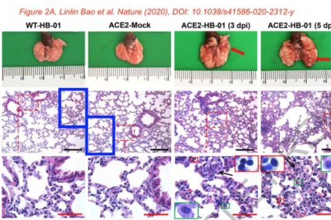 剛上線的新冠病毒Nature論文，被質(zhì)疑涉嫌圖片造假、捏造數(shù)據(jù)