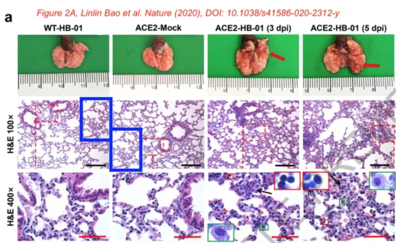 剛上線的新冠病毒Nature論文，被質(zhì)疑涉嫌圖片造假、捏造數(shù)據(jù)
