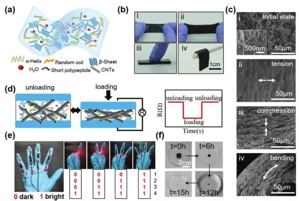 《Adv.Sci.》：可檢測、治療癲癇病的酶降解絲質水凝膠傳感器