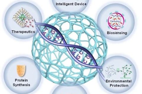 天津大學(xué)仰大勇課題組發(fā)表DNA高分子水凝膠研究系統(tǒng)評(píng)述