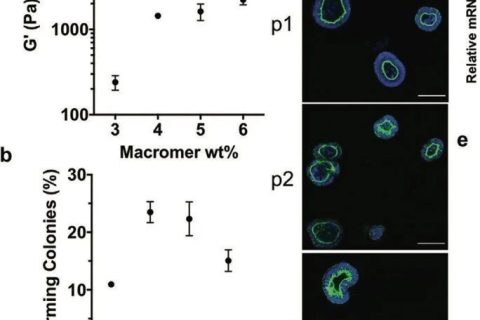 ?僅15秒！《AM》超快光降解生物水凝膠支架用于類器官傳代