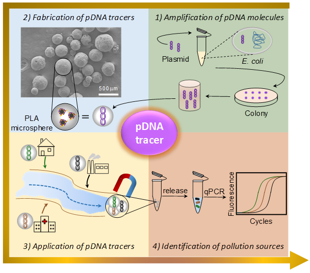 天津大學(xué)仰大勇課題組: 生物高分子/質(zhì)粒DNA復(fù)合微球應(yīng)用于環(huán)境水文多污染源示蹤