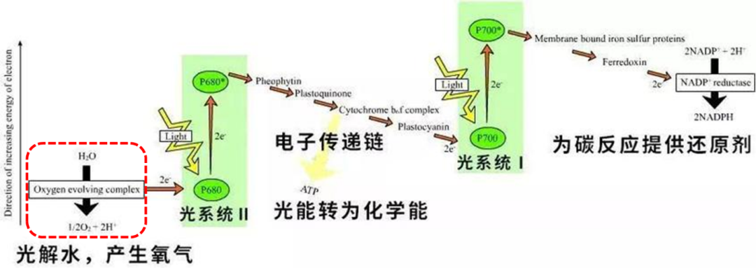 揭秘！光合作用產(chǎn)氧關(guān)鍵步驟原來是這樣