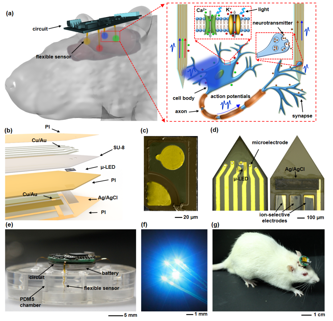 天津大學(xué)黃顯團(tuán)隊(duì)《AFM》：“八爪魚”——用于多腦區(qū)光電刺激和生理檢測的多通道植入式柔性電子器件