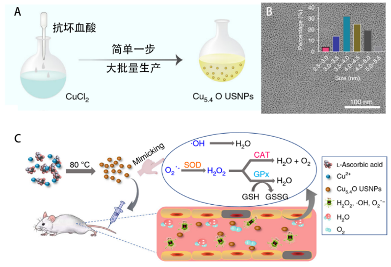 陸軍軍醫(yī)大學(xué)西南醫(yī)院羅高興/鄧君、美國NIH陳小元，浙大毛崢偉合作：減輕炎癥反應(yīng)的超小Cu5.4O納米酶