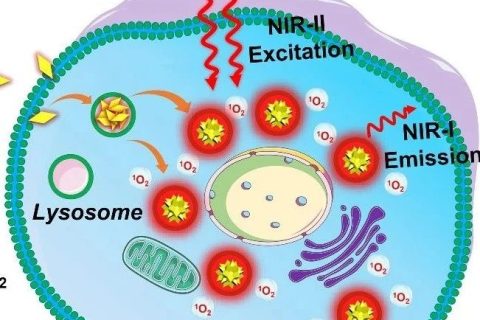 近紅外二區(qū)光激發(fā)有機(jī)光敏劑實現(xiàn)精準(zhǔn)高效雙光子光動力治療