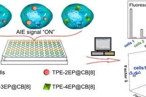 唐本忠院士團隊：用AIE分子打造細胞“照妖鏡”，可區(qū)分細胞系、評估細胞污染和鑒別癌細胞