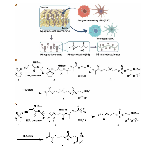 江紹毅團(tuán)隊(duì)Science子刊：首次利用兩性離子材料打破抗污性能和免疫調(diào)節(jié)之間的矛盾