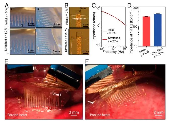 斯坦福大學(xué)鮑哲南團(tuán)隊(duì)：柔性電子新突破！細(xì)胞級(jí)分辨率心電監(jiān)測(cè)，守護(hù)人類健康