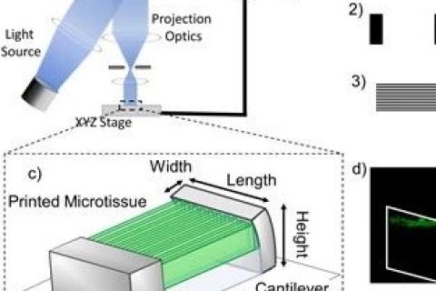 《Biomaterials》：3D打印心臟微組織-模擬心肌纖維結構