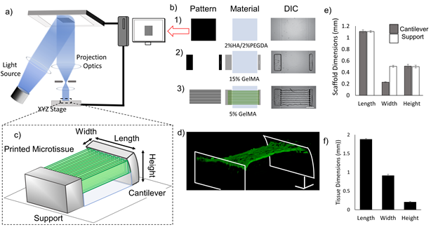 《Biomaterials》：3D打印心臟微組織-模擬心肌纖維結(jié)構(gòu)