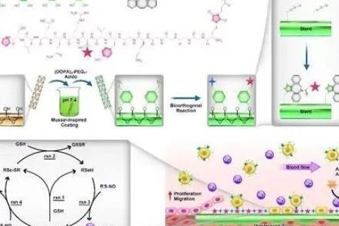 西南交大黃楠/楊志祿《PNAS》：在心血管類(lèi)支架材料的表面改性研究中取得重要進(jìn)展