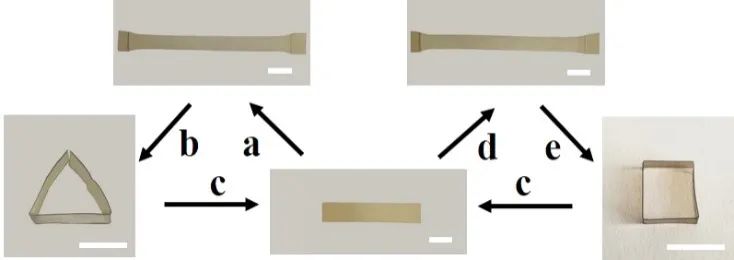 浙江大學計劍、沈介澤：透過現(xiàn)象用本質！一種受高分子粘彈性啟發(fā)的形變策略