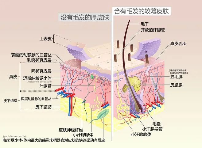 《Nature》：媽媽再也不用擔心我“脫發(fā)”了！