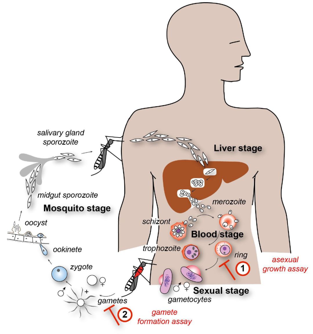 小學生發(fā)SCI論文，中學生發(fā)新英格蘭，這不是后浪，這是海嘯啊