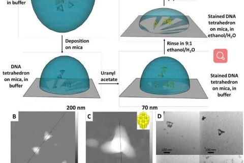 低密度，高強(qiáng)度的3D獨(dú)立DNA納米結(jié)構(gòu)雜化材料