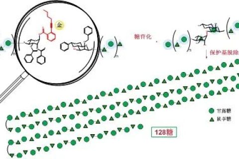 《Nature》子刊：史上最長線性多糖