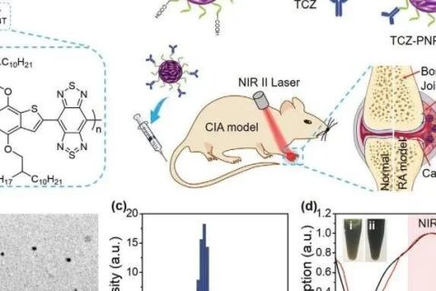 南開大學(xué)丁丹教授《AM》：首創(chuàng)！有機共軛聚合物結(jié)合藥物對類風(fēng)濕關(guān)節(jié)炎（RA）進行高效的NIR-II PA成像和治療