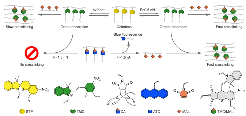 廈大翁文桂《Angew》：“遇強(qiáng)愈強(qiáng)”的力致變色材料