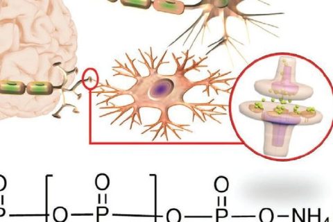 火燒、輻射都不怕，全無機離子聚合物憶阻器實現(xiàn)高性能柔性人工突觸