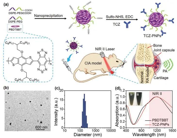 南開大學丁丹教授《AM》：首創(chuàng)！有機共軛聚合物結合藥物對類風濕關節(jié)炎（RA）進行高效的NIR-II PA成像和治療
