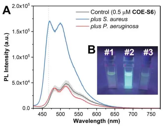 新加坡國(guó)立大學(xué)《AFM?》：肉眼可見(jiàn)！共軛低聚電解質(zhì)助力革蘭氏細(xì)菌的區(qū)分