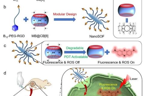 武漢科技大學(xué)王曉強/劉義/劉思敏團隊《AFM》:用分子搭積木，助力智能光動力學(xué)治療