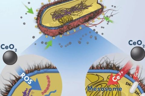 目標→沒有蛀牙，氧化鈰納米顆?；虺芍揽诵? decoding=