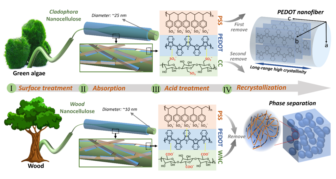 湖南大學(xué)汪朝暉團隊《AFM》：納米纖維素誘導(dǎo)制備高結(jié)晶度PEDOT納米纖維