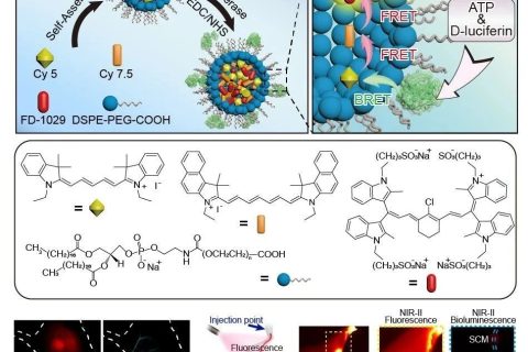 近紅外第二窗口生物發(fā)光探針用于活體高信噪比成像以及ATP介導的轉移腫瘤追蹤