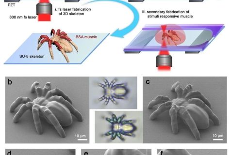 清華大學(xué)孫洪波、吉林大學(xué)張永來：飛秒激光仿生制造人工肌肉骨骼系統(tǒng)