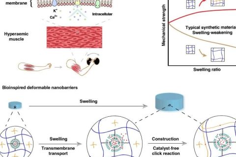 水凝膠溶脹后機械性能反增強？骨骼肌啟發(fā)的溶脹強化水凝膠！