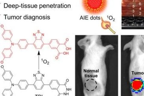 唐本忠院士/羅亮教授《AM》：穿透3厘米！AIE近紅外化學(xué)發(fā)光材料用于深部組織成像