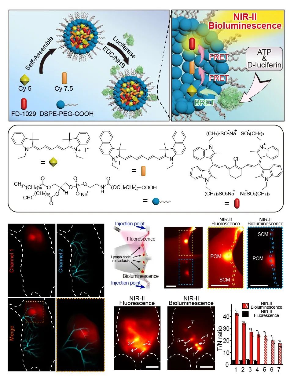 復旦大學張凡教授《自然·通訊》：近紅外第二窗口生物發(fā)光探針用于活體高信噪比成像以及ATP介導的轉(zhuǎn)移腫瘤追蹤