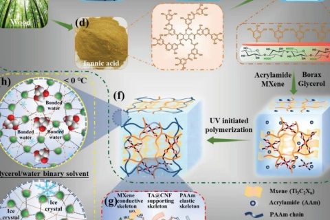 華南理工大學陳港團隊：MXene基抗凍超穩(wěn)定導電有機水凝膠