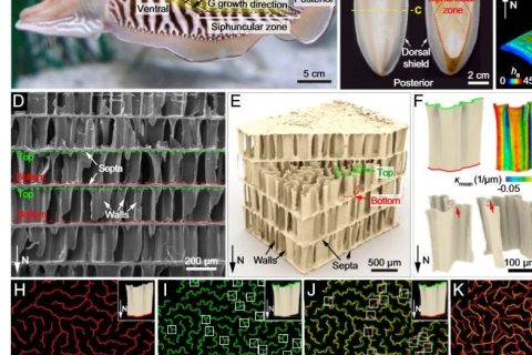 吃墨魚發(fā)了一篇頂刊《PNAS》！墨魚骨的秘密被揭開！