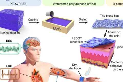 新加坡國立大學歐陽建勇、任洪亮：可拉伸自粘附純有機干電極用于長期穩(wěn)定檢測人體表皮生物電信號