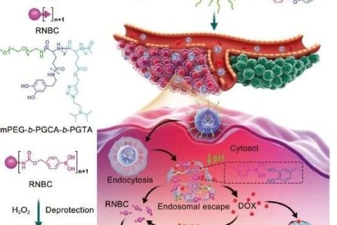 陳學(xué)思院士團(tuán)隊《AM》： 構(gòu)建多級合作的納米平臺用于蛋白質(zhì)/化療藥物的胞內(nèi)共遞送