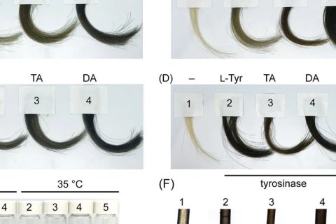 你的“少年白”有救了！科學家找到了純天然的染發(fā)技術