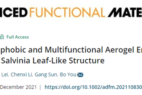 復(fù)旦大學(xué)游波教授《AFM》：仿生丹參葉狀結(jié)構(gòu)的超疏水多功能氣凝膠！